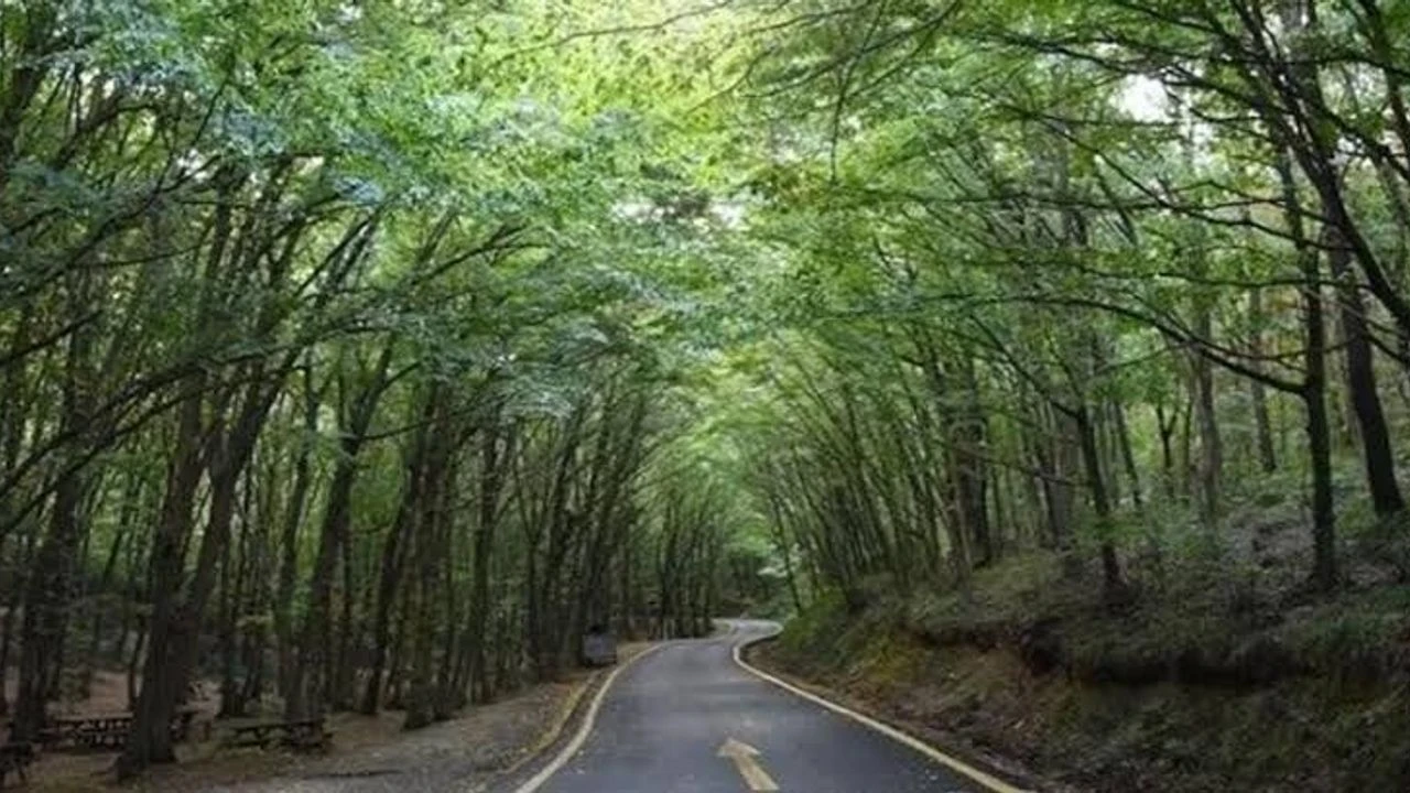 Koru ve kent ormanları ziyarete kapatıldı